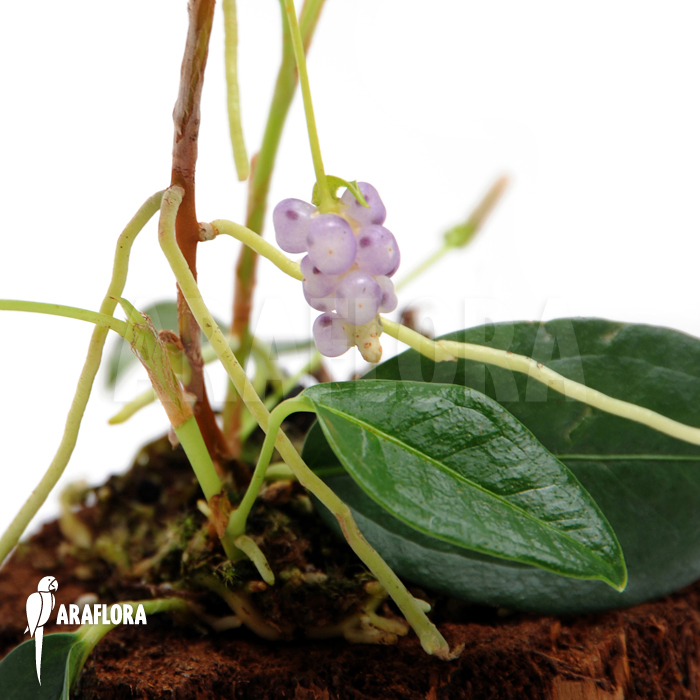 Anthurium scandens var. pumila
