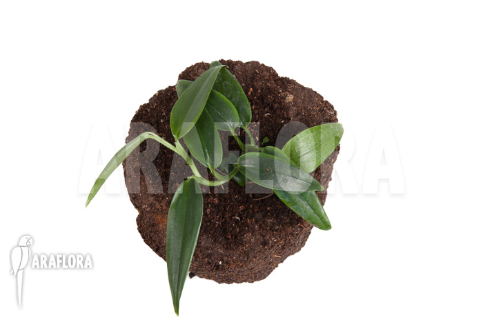 Anthurium species Mini