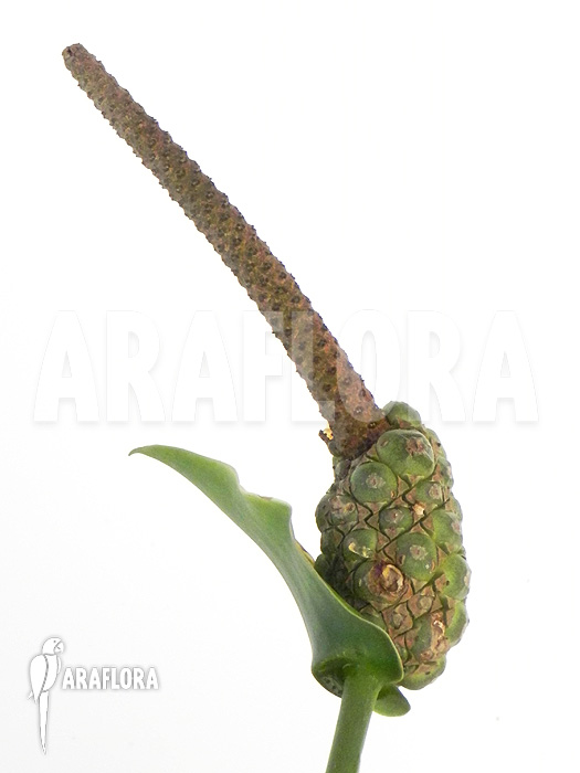 Anthurium species ‘Arrow’