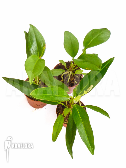 Anthurium terrarium package