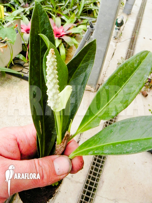 Anthurium obtusum ‘trinerve’