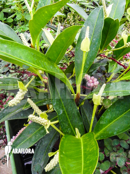 Anthurium obtusum ‘trinerve’