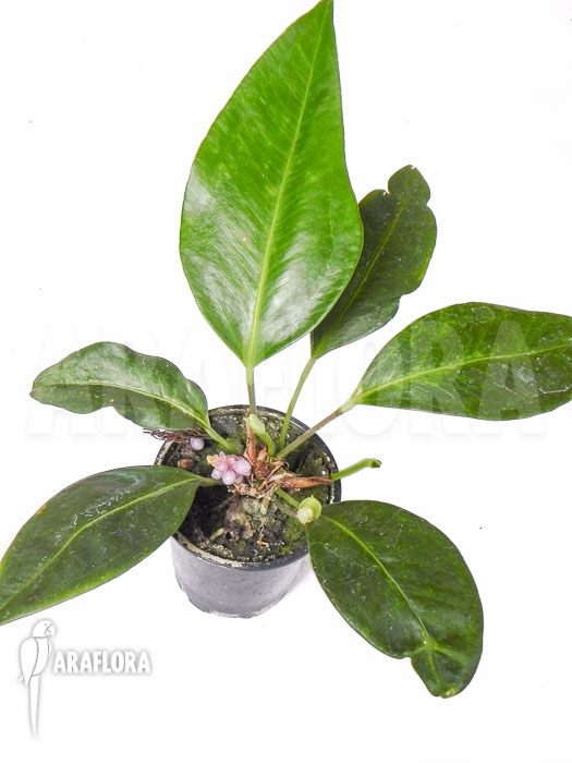 Anthurium obtusum ‘trinerve’