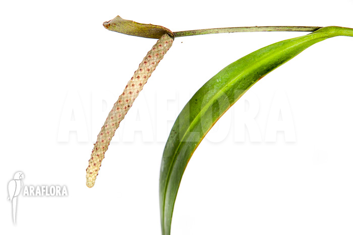 Anthurium vittarifolium “XL”