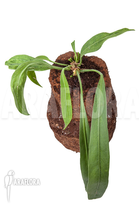 Anthurium vittarifolium starter