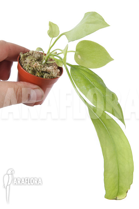 Anthurium vittarifolium typeB ‘starter’