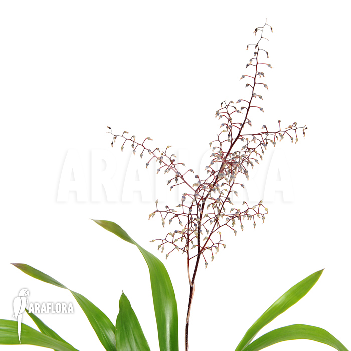 Araeococcus micranthus