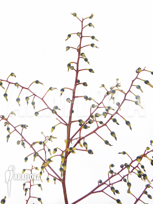 Araeococcus-micranthus-3