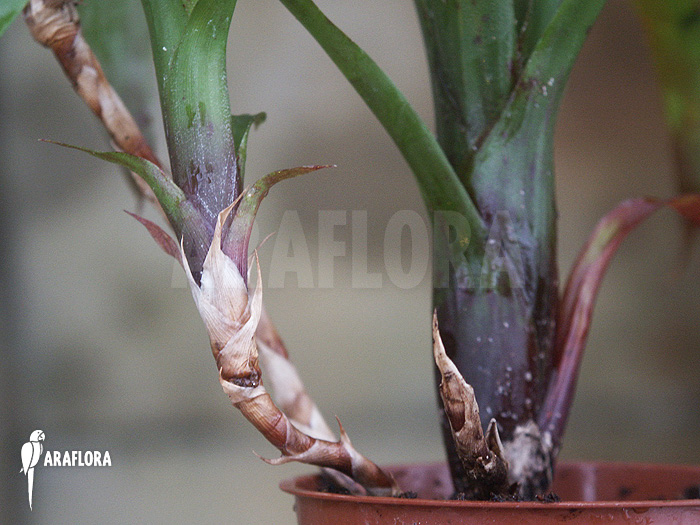 Araeococcus parviflorus