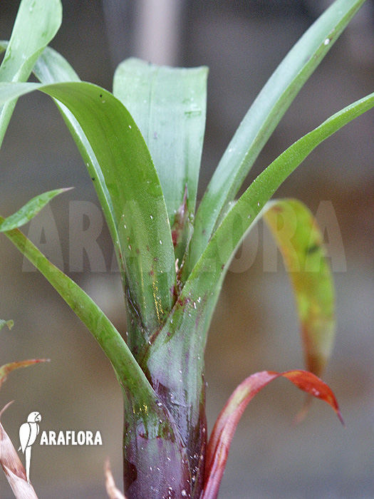 Araeococcus parviflorus