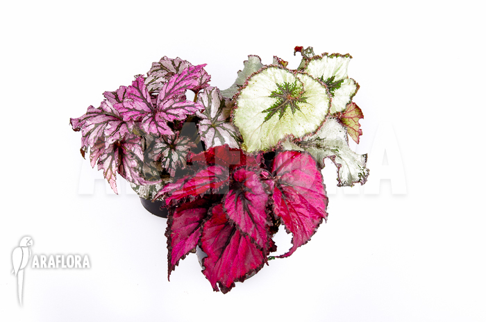 Begonia package Ara
