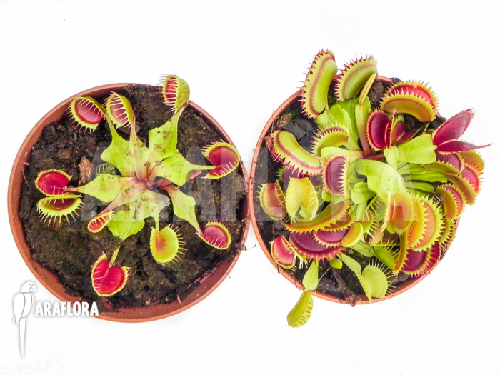 Araflora Carnivorous plant Venusflytrap Starter package
