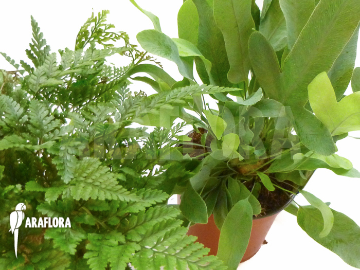 Araflora Fern Easy Starter package