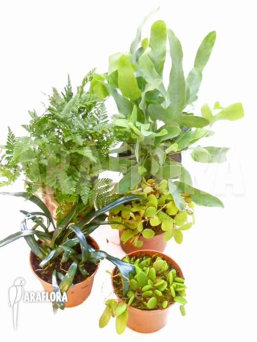 Araflora Fern Easy Starter package 5