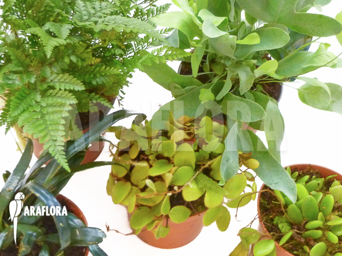 Araflora Fern Easy Starter package 5