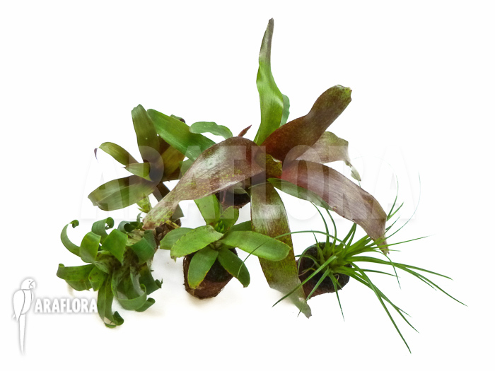 Araflora mini bromeliads package Vriesea racinae