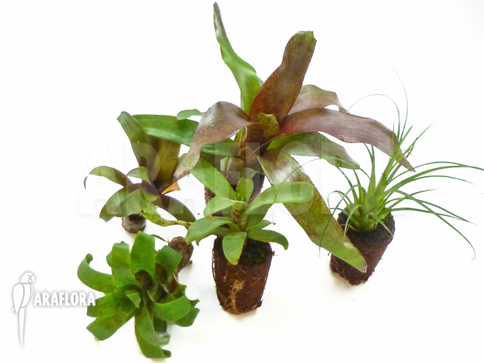 Araflora-mini-bromeliads-package-6