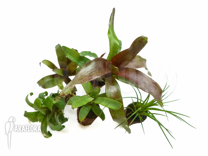 Araflora mini bromeliads package Vriesea racinae