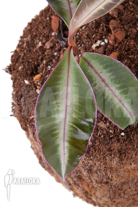 Ardisia sp Thailand’ Lined’