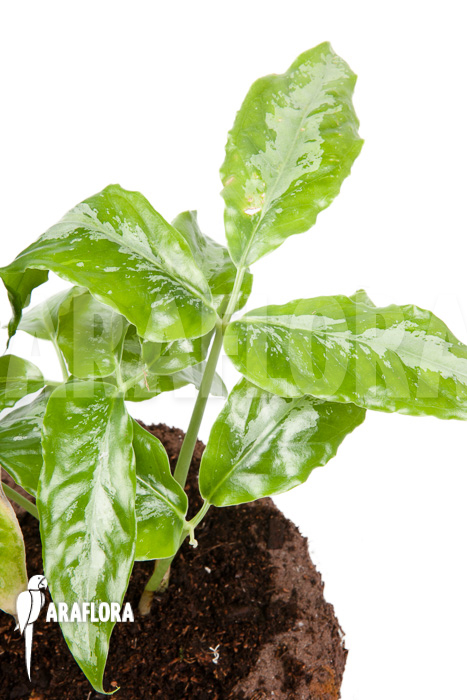 Arisaema filiforme ‘Borneo’