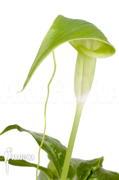 Arisaema filiforme ‘Borneo’