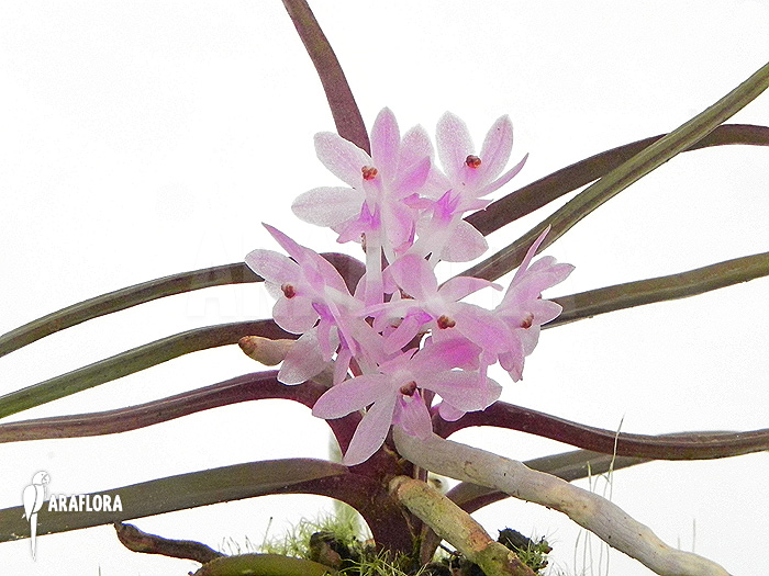 Ascocentrum christensonianum