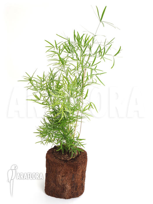 Asparagus densiflorus