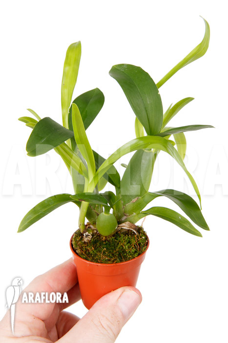 Aspasia lunata ‘M’