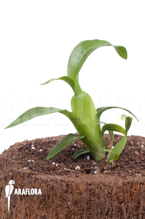 Aspasia lunata ‘starter’