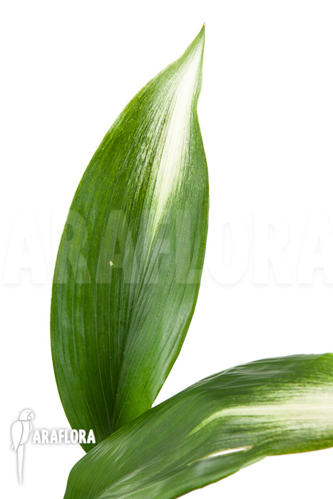 Aspidistra eliator ‘S’