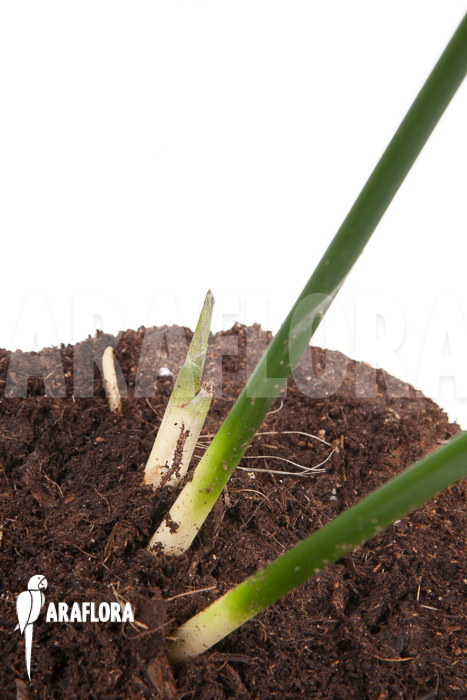 Aspidistra eliator ‘S’