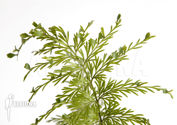 Asplenium daucifolium