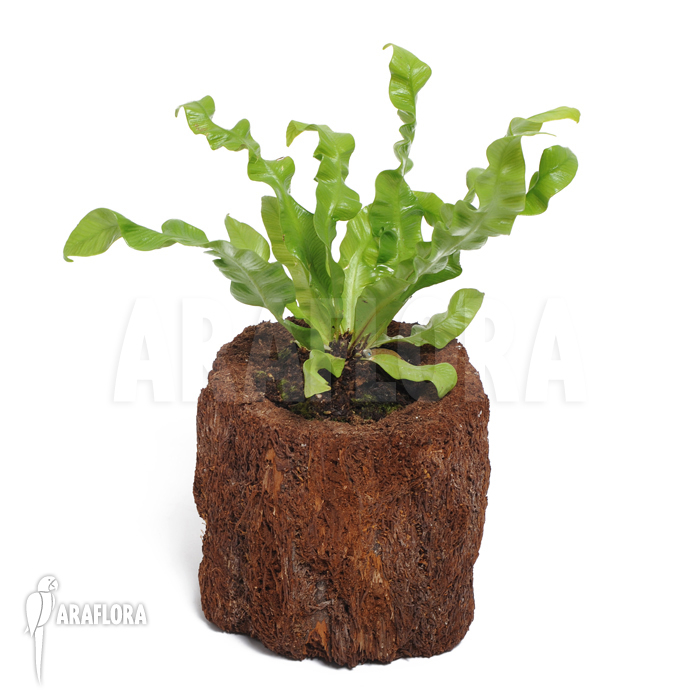 Asplenium nidus ‘Crispy’