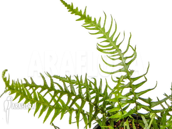 Asplenium x ebenoides