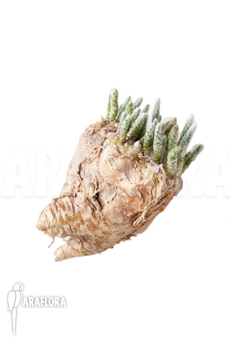 Avonia quinaria ‘S’