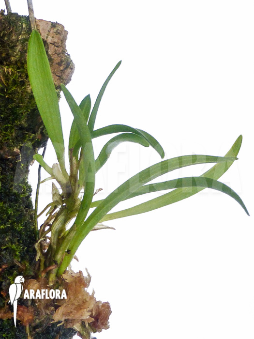 Barbosella cucullata