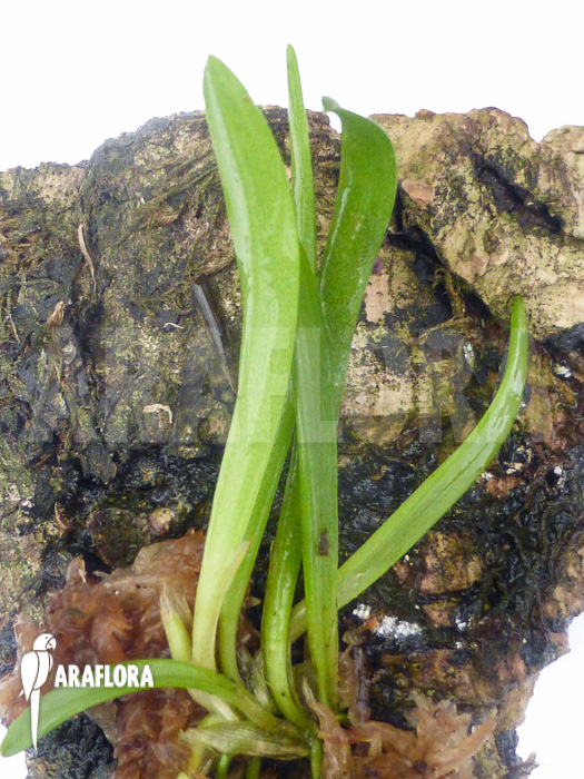 Barbosella cucullata