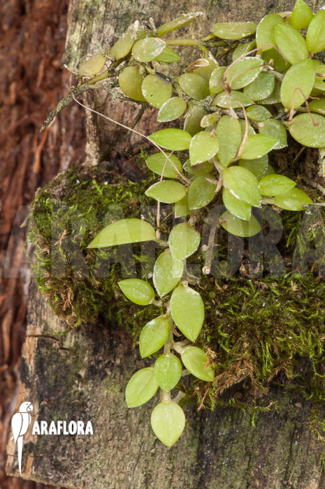 Barbosella gardneri ‘Starter’