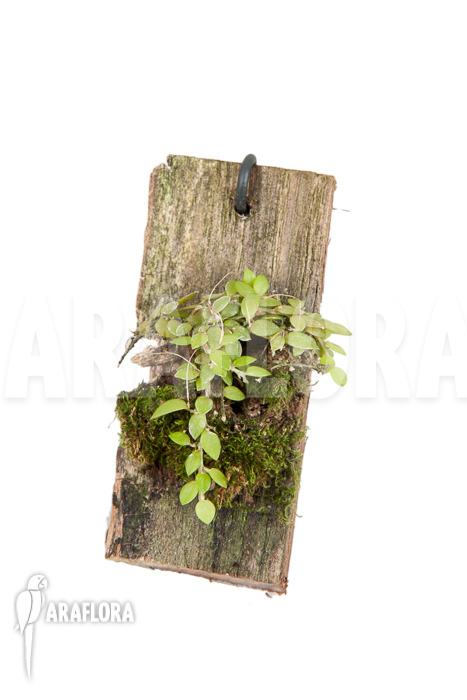 Barbosella gardneri ‘Starter’