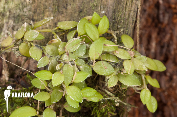 Barbosella gardneri ‘Starter’