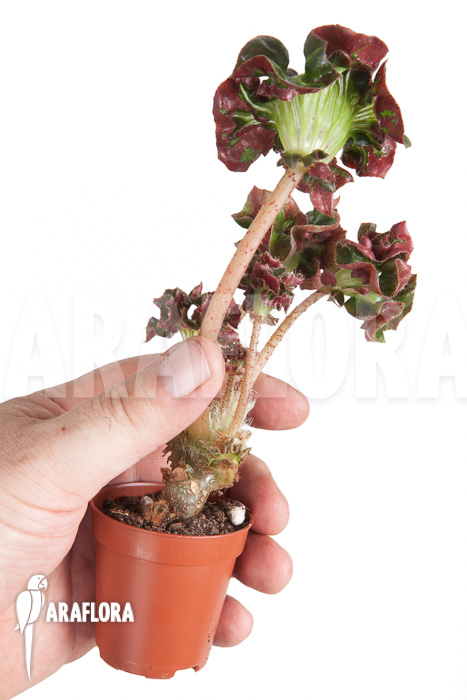 Begonia ‘Cathedral’ ‘Starter’