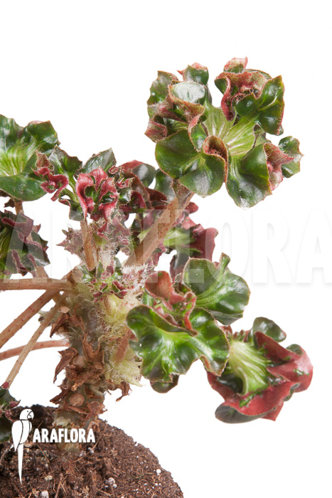 Begonia ‘Cathedral’ ‘Starter’