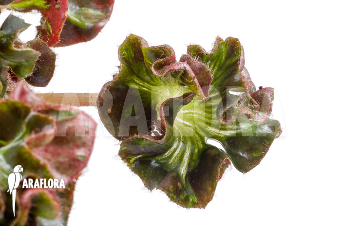 Begonia ‘Cathedral’ ‘Starter’