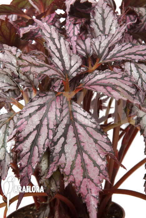 Begonia ‘Supernova’