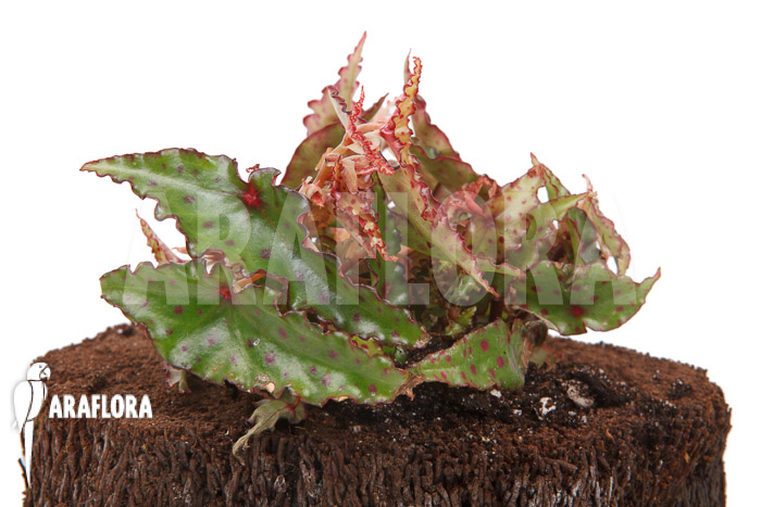 Begonia amphioxus ‘Starter’