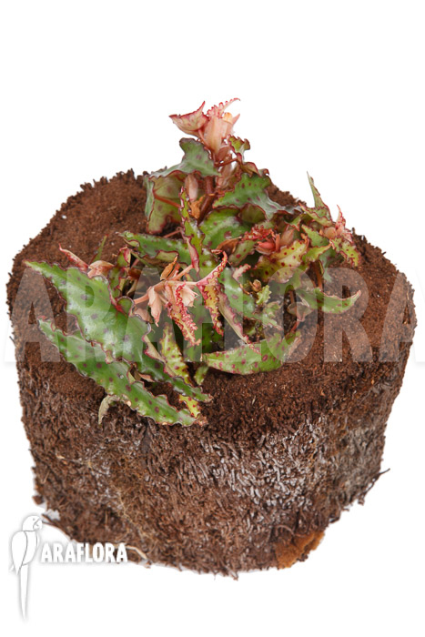 Begonia amphioxus ‘Starter’