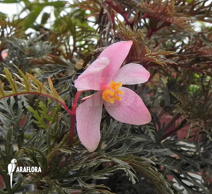Begonia bipinnatifida flower