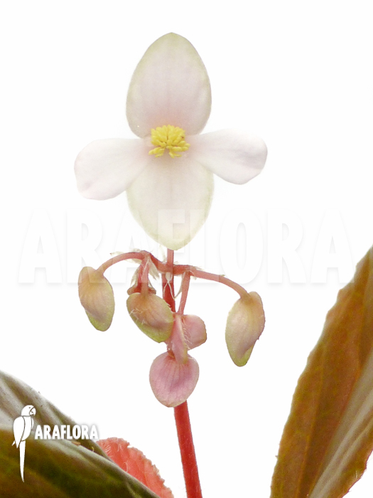 Begonia blancii