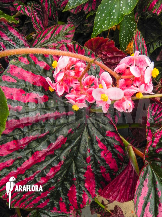 Begonia brevirimosa subsp exotica