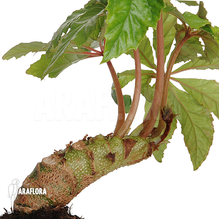 Begonia carolineifolia example of sales plant